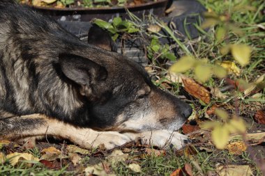 Düşen yaprakların arasında yatan, başını patilerine yaslamış, yetişkin gri bir köpeğin yarım boy görüntüsü..