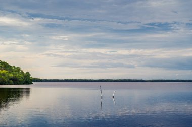 Whitewater Körfezi, Everglades Ulusal Parkı, Florida