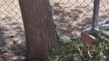 Kıbrıs 'ta bir çit ve yeşillik alanının yakınında büyüyen desenli bir ağaç gövdesinin yakın görüntüsü. Doğal detay, kentsel ortam ve yerdeki güneş ışığı mükemmel bir organik aksan yaratır.