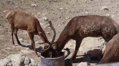 Kahverengi kürklü ve boynuzları gelişen iki geyik kurak kayalık zeminde duruyor. Her iki geyiğin de kafası su ya da beslenme olarak kullanılan mavi metal bir fıçıya doğru eğik.