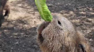 Bir capybara, büyük kahverengi kemirgen, kıtır yeşil bir marul yaprağını hevesle yerken yakın plan çekilir. Hayvanın ağzı açık, burnu ve yüzü sebzeyi yakalamak için yukarı bakıyor. Şey...
