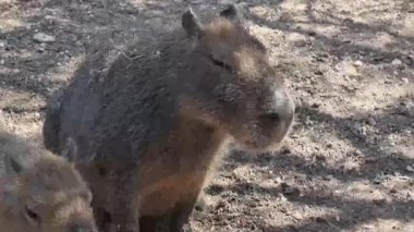 Bu depolarda, bir kapibaranın güneş lekeli, kuru bir açık hava yüzeyinde kısmen gölgede durduğu gösteriliyor. Hayvanların boyutları ve dayanıklı biçimleri, tüylü kürkleriyle ve küçük, anlamlı kulaklarıyla açıkça görülür.