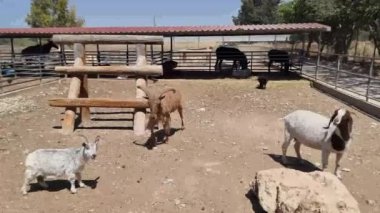 Küçük bir keçi sürüsü, parlak bir günde çitli bir ağılın içindeki ahşap bir yem oluğunun etrafında toplanıyor. Çiftlik hayvanlarını beslemek, keçi çiftliği, kırsal tarım ve açık hava hayvanları için mükemmel.