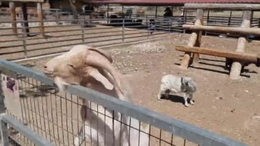Büyük boynuzlu meraklı beyaz keçi, taşra çiftliğinin metal çitlerinde duruyor. Parlak, güneşli bir günün tadını çıkarıyor. Diğer keçilerle birlikte.