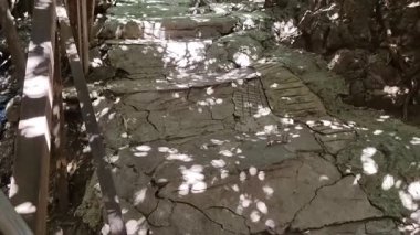 Kıbrıs 'ta gölgeli bir doğal geçitte kayalık bir dere yatağını kaplayan yıpranmış taş bir köprü videosu, tepedeki yaprakların arasından süzülen benekli güneş ışığı kırsal izleri yakalıyor.