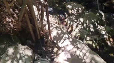 Kıbrıs 'ın gölgeli bir vadisindeki sığ bir dere yatağında yosunlu kayaların üzerinden akan berrak suyun videosu. Güneş ışığı dalgaları ve çakıl taşlarını vurguluyor. Doğa, yürüyüş ve huzur için mükemmel.