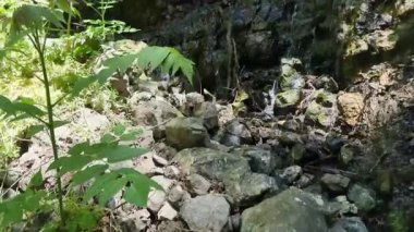 Koyu taş duvarlar ve yeşilliklerle çevrili dar bir Kıbrıs geçidinde yosun kaplı kayalardan aşağı yuvarlanan beyaz su şelalesinin videosu, ham doğal enerji ve dingin dağ gücünü somutlaştırıyor.