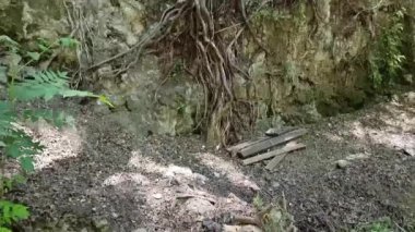 Kıbrıs Rum Kesimi 'nin Trimiklini kentindeki Green Valley Şelalesi yakınlarındaki yemyeşil bitki örtüsü ve toprak yolun ortasındaki yosunlu kayalık kayalıklardan dökülen kalın ağaç kökleri videosu dramatik bir doğal erozyon ve