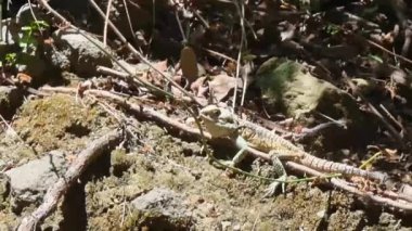 Kıbrıs Rum Kesimi 'nin kırsal kesimindeki ağaçlar ve bitki örtüsü arasında yosunlu kayalıklarda dinlenen ve ada sürüngenlerini ön plana çıkaran bej yeşili bir Kıbrıs kaya kertenkelesi Laudakia cypriaca' nın videosu