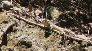 Kıbrıs Rum Kesimi 'nin kırsal kesimindeki ağaçlar ve bitki örtüsü arasında yosunlu kayalıklarda dinlenen ve ada sürüngenlerini ön plana çıkaran bej yeşili bir Kıbrıs kaya kertenkelesi Laudakia cypriaca' nın videosu
