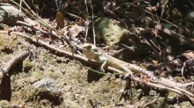 Kıbrıs Rum Kesimi 'nin kırsal kesimindeki ağaçlar ve bitki örtüsü arasında yosunlu kayalıklarda dinlenen ve ada sürüngenlerini ön plana çıkaran bej yeşili bir Kıbrıs kaya kertenkelesi Laudakia cypriaca' nın videosu