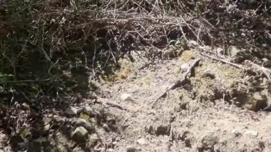 Kıbrıs Rum Kesimi 'nin kırsal kesimindeki ağaçlar ve bitki örtüsü arasında yosunlu kayalıklarda dinlenen ve ada sürüngenlerini ön plana çıkaran bej yeşili bir Kıbrıs kaya kertenkelesi Laudakia cypriaca' nın videosu