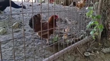 Diğer tavuklarla birlikte kırmızı-kahverengi bir tavuk ve bir tavus kuşunun görüntüsü kayalık zemin üzerinde sarmaşıklarla çevrili bir Kıbrıs köyü çiftliğinde, geleneksel kırsal kümes hayvanlarını ve