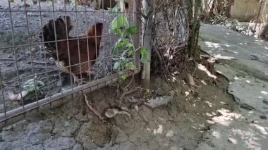 Diğer tavuklarla birlikte kırmızı-kahverengi bir tavuk ve bir tavus kuşunun görüntüsü kayalık zemin üzerinde sarmaşıklarla çevrili bir Kıbrıs köyü çiftliğinde, geleneksel kırsal kümes hayvanlarını ve