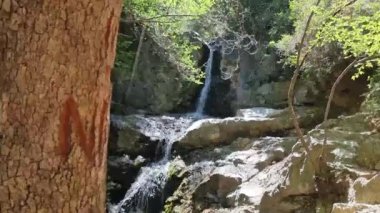 Çok katmanlı bir şelalenin, taze yeşil yapraklarla ünlü bir ağaç gövdesi tarafından çerçevelenmiş karanlık bir Kıbrıs vadisindeki kayalıklardan aşağı yuvarlanışını, dingin Troodos dağını ve doğa yürüyüşünü gösteren bir video.