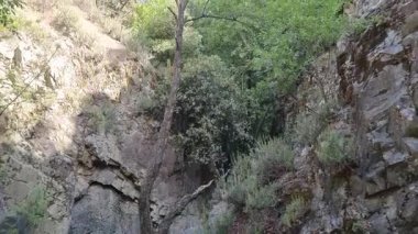 Kıbrıs Troodos bölgesindeki güneşli gökyüzünün altında canlı yeşil ağaçlar ve çalılarla kaplı yüksek kayalık vadi duvarlarının videosu, doğa için mükemmel dağ vadilerinin yeşil güzelliğini gözler önüne seriyor.