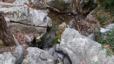 Büyük gri kayalar ve çakıl taşları arasında zikzak çizen yeşil sarmaşıklarla kaplı kaya yüzeyleri ve Kıbrıs Troodos vadisindeki ağaçların barışçıl dağ hidrolojisini somutlaştıran yumuşak bir dere videosu..
