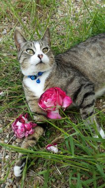 İşte bahçedeki tekir kedim, hafif solmuş bir gülle süslenmiş..