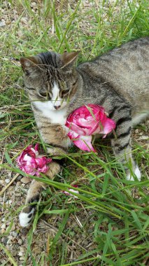 İşte bahçedeki tekir kedim, hafif solmuş bir gülle süslenmiş..