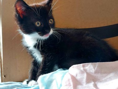 İşte benim kedim, evdeki kanepede kıvrılıp yatıyor..