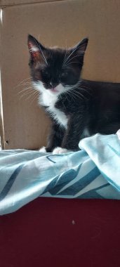 İşte benim kedim, evdeki kanepede kıvrılıp yatıyor..