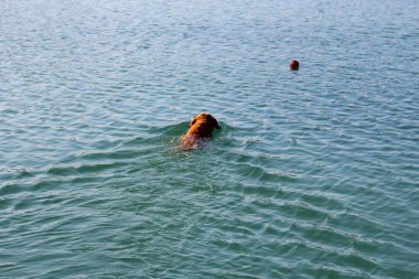 Oğlumun Labrador Retriever 'ı göletin kenarında yürürken topuyla suda oynuyor.
