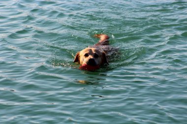 Oğlumun Labrador Retriever 'ı göletin kenarında yürürken topuyla suda oynuyor.