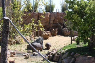 Bu Royan 'daki La Palmyre Hayvanat Bahçesi' nde bulunan bir su aygırı..