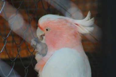 İşte hayvanat bahçesindeki kuş kafesinde bir papağan.