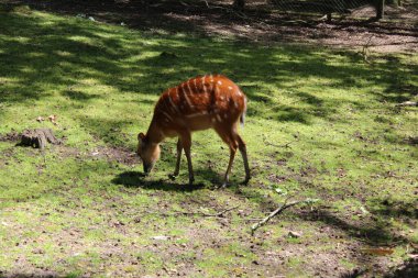 Hayvanat bahçesindeki genç antiloplar