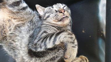 Kalın kaplamalı gri tekir kedi koltukta yatıyor.