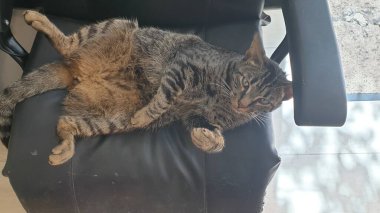 Kalın kaplamalı gri tekir kedi koltukta yatıyor.