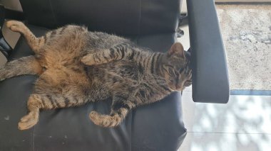 Kalın kaplamalı gri tekir kedi koltukta yatıyor.