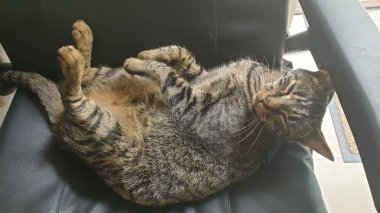 Kalın kaplamalı gri tekir kedi koltukta yatıyor.