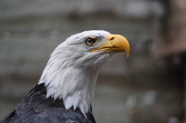 Bald eagle in its aviary at the zoo
