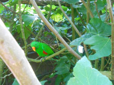 Hayvanat bahçesindeki kuş kafeslerinde