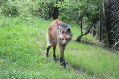 Hayvanat bahçesindeki kaplamasında insan kurdu var.
