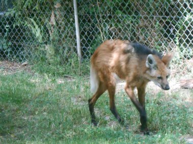 Hayvanat bahçesindeki kaplamasında insan kurdu var.