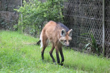 Hayvanat bahçesindeki kaplamasında insan kurdu var.