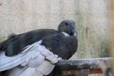 Hayvanat bahçesindeki akbaba.