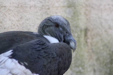 Hayvanat bahçesindeki akbaba.