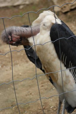 Hayvanat bahçesindeki akbaba.