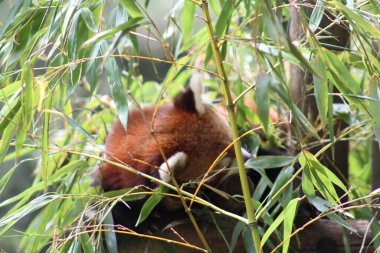 Kırmızı panda hayvanat bahçesinde.