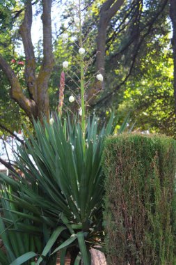 Endülüs 'ün bahçelerinde ve sokaklarında sulu bitkiler