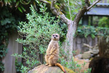 Hayvanat bahçesindeki mirketler.
