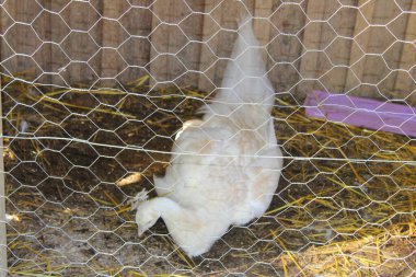 Dordogne 'daki Bournat köyünde özgürce dolaşan beyaz tavus kuşu.