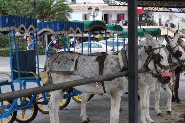 Bunlar Mijas, Endülüs 'te turistleri gezdirmek için kullanılan eşekler..
