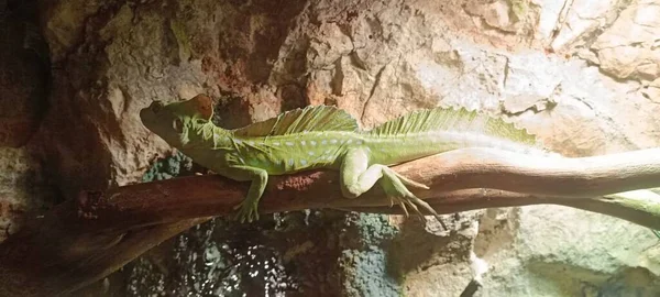 Bu Prigord 'daki Bugue Akvaryumu' nda gördüğüm bir kertenkele..