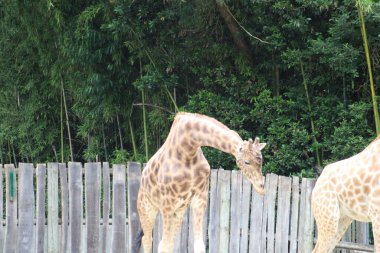 Hayvanat bahçesinde bir zürafa var..