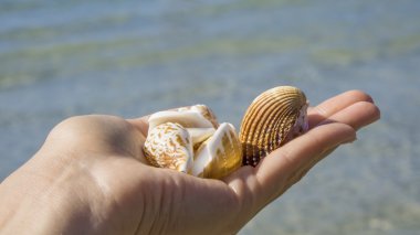  Kabukları deniz arka plan üzerinde elinde
